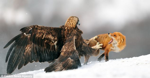 Picture 2 of Fox and golden falcon