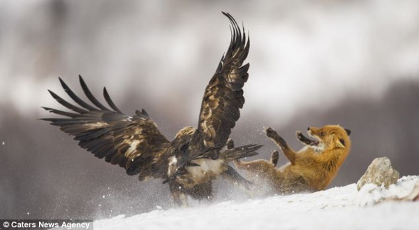 Picture 3 of Fox and golden falcon