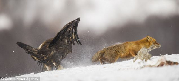 Picture 4 of Fox and golden falcon