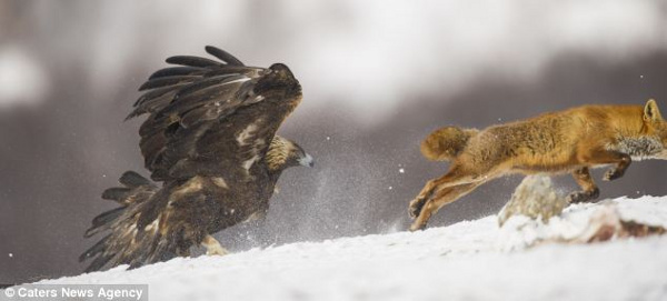Picture 5 of Fox and golden falcon