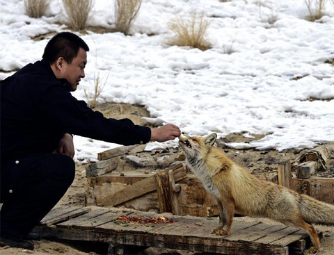 Picture 1 of Fox asks for food in the desert