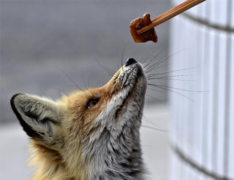 Picture 3 of Fox asks for food in the desert