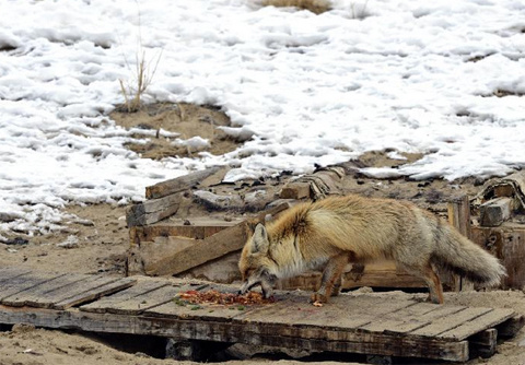 Picture 4 of Fox asks for food in the desert