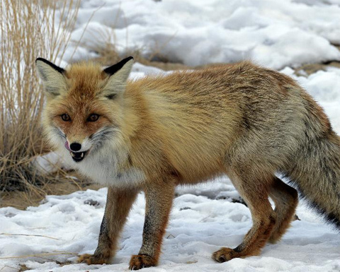 Picture 5 of Fox asks for food in the desert