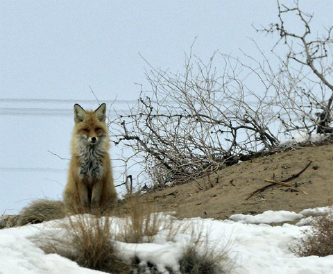 Picture 7 of Fox asks for food in the desert