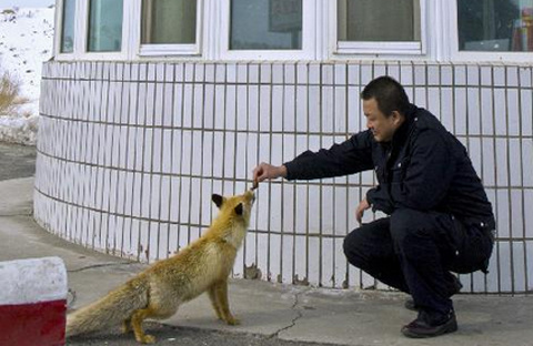 Picture 8 of Fox asks for food in the desert
