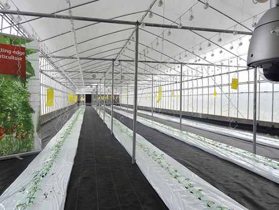 Picture 1 of FPT and Fujitsu built a vegetable factory in Hanoi
