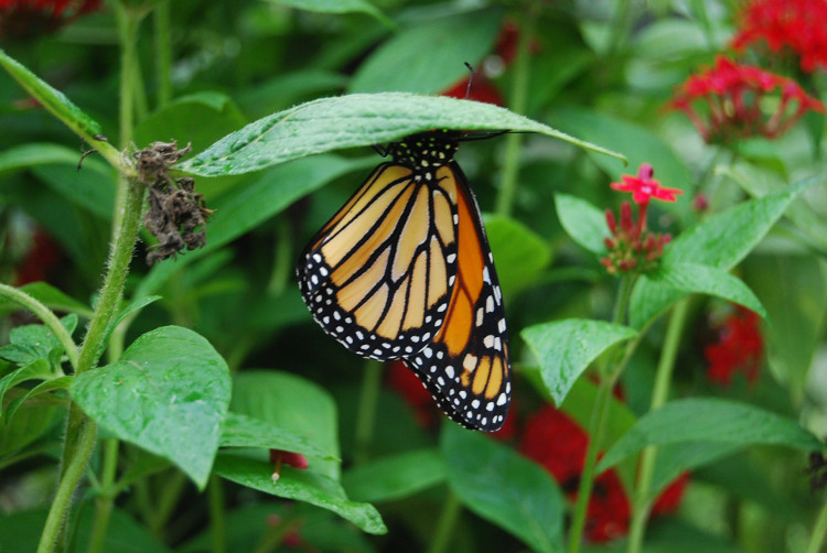 Picture 2 of Fragile like butterfly wings, what will their fate be when the rain comes?