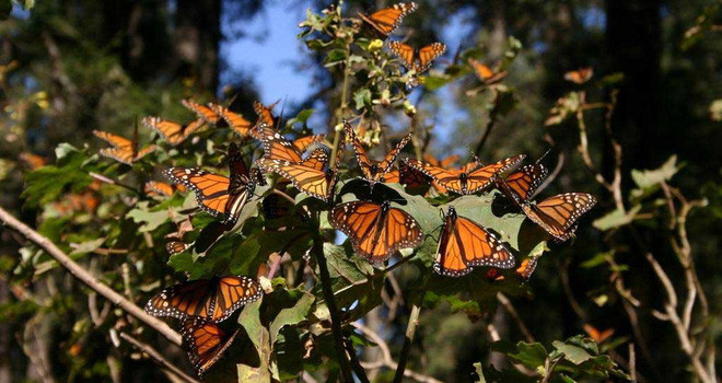 Picture 3 of Fragile like butterfly wings, what will their fate be when the rain comes?