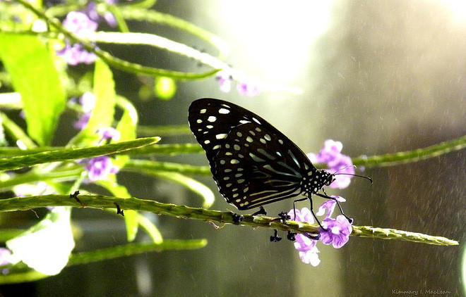 Picture 4 of Fragile like butterfly wings, what will their fate be when the rain comes?