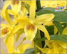 France: Growing many precious orchids in greenhouses images 2