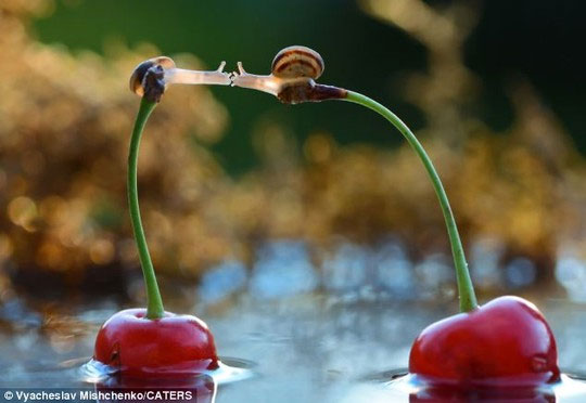 Picture 4 of French snail locking lips cause fever