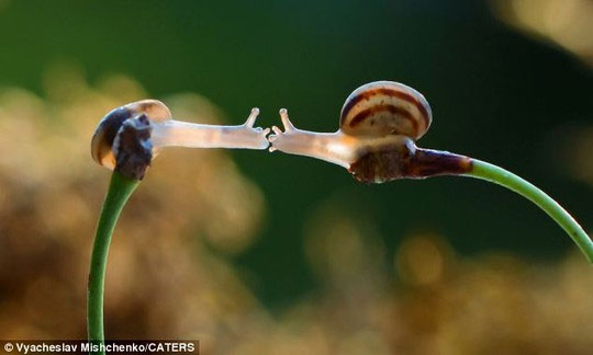 Picture 5 of French snail locking lips cause fever