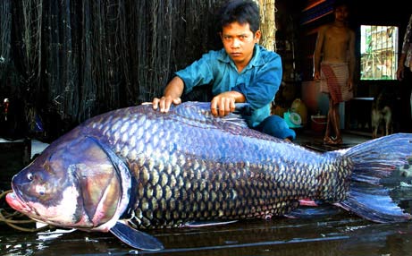 Picture 10 of Freshwater fish 'become fine'