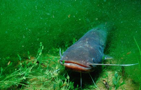 Picture 4 of Freshwater fish 'become fine'