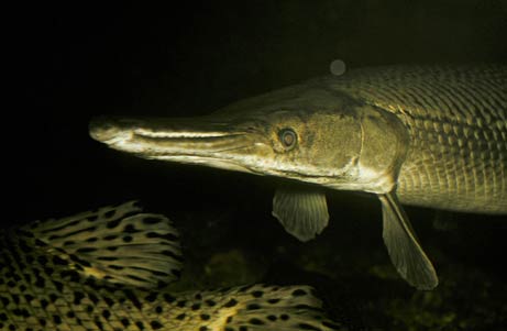 Picture 5 of Freshwater fish 'become fine'