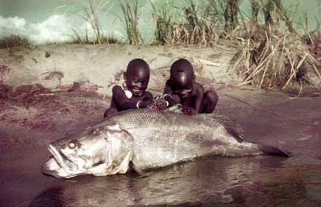 Picture 6 of Freshwater fish 'become fine'
