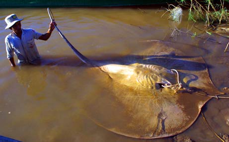 Picture 7 of Freshwater fish 'become fine'