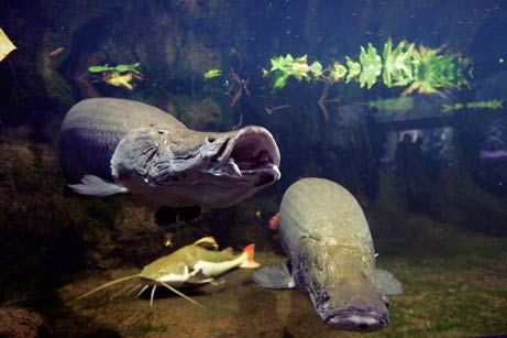 Picture 8 of Freshwater fish 'become fine'