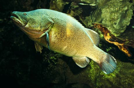 Picture 9 of Freshwater fish 'become fine'