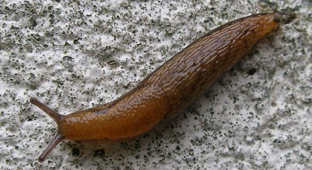 Picture 1 of Friendship: 12,000 Japanese people work late because of a snail