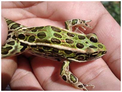 Picture 2 of Frog cancer enzyme treatment