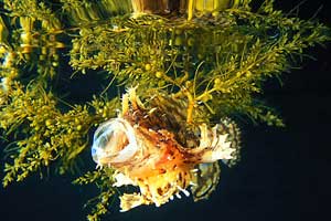 Picture 1 of Frog fish