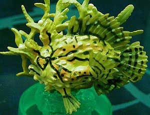 Picture 2 of Frog fish