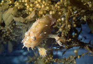 Picture 3 of Frog fish