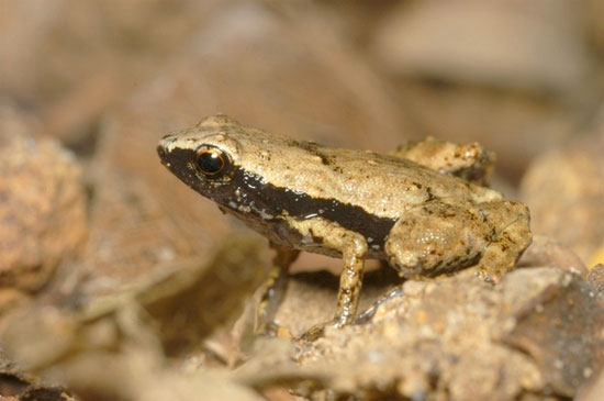 Picture 1 of Frog species heard by mouth