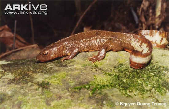 Picture 1 of Frog-eyed 'transformation' in lizard only in Vietnam