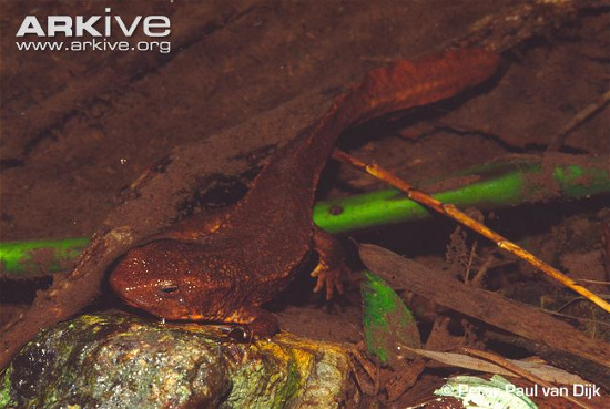 Picture 10 of Frog-eyed 'transformation' in lizard only in Vietnam