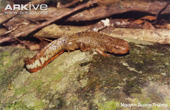 Picture 2 of Frog-eyed 'transformation' in lizard only in Vietnam