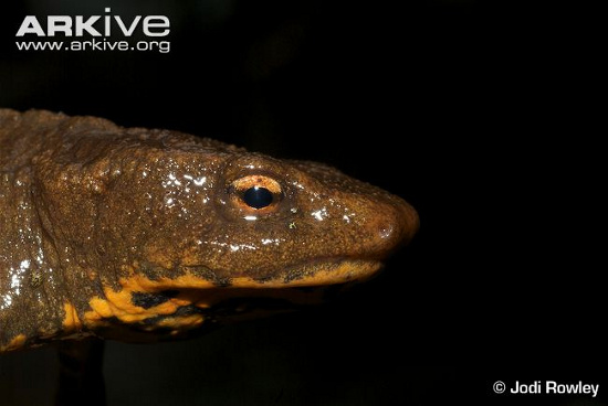 Picture 3 of Frog-eyed 'transformation' in lizard only in Vietnam