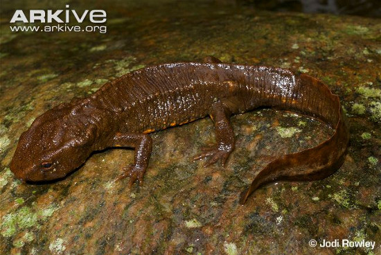 Picture 4 of Frog-eyed 'transformation' in lizard only in Vietnam