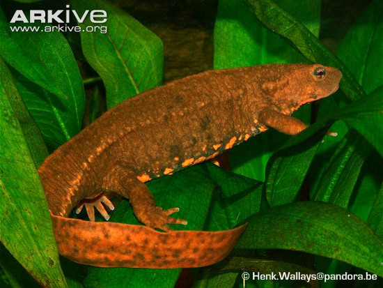 Picture 5 of Frog-eyed 'transformation' in lizard only in Vietnam