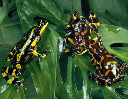 Picture 10 of Frogs are colorful in nature