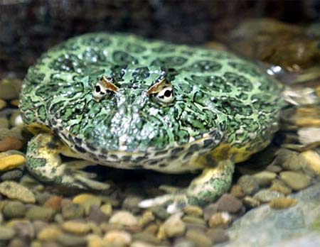 Picture 2 of Frogs are colorful in nature