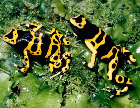 Picture 3 of Frogs are colorful in nature