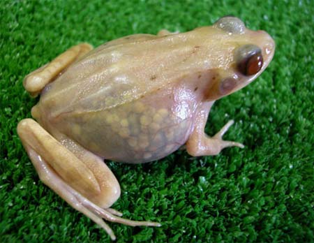 Picture 4 of Frogs are colorful in nature