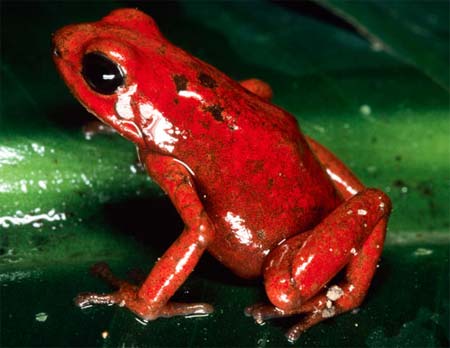 Picture 5 of Frogs are colorful in nature