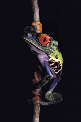 Picture 6 of Frogs are colorful in nature