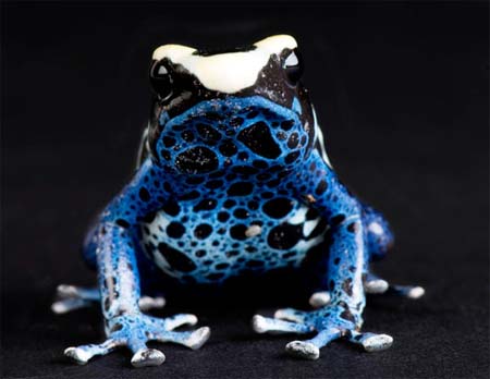 Picture 7 of Frogs are colorful in nature