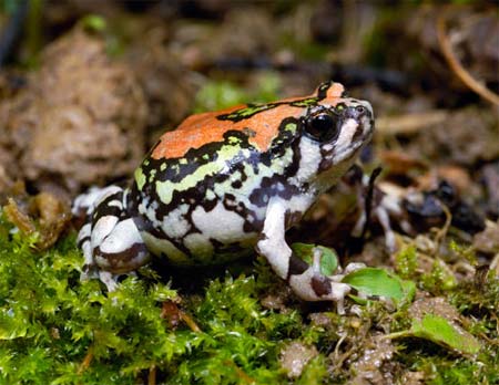 Picture 8 of Frogs are colorful in nature