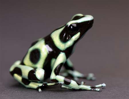 Picture 9 of Frogs are colorful in nature