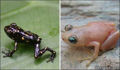 Frogs change color images 1