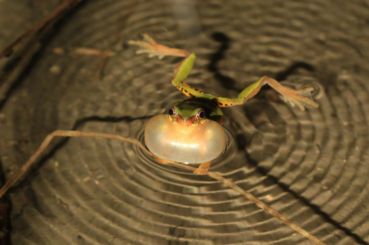 Picture 1 of Frogs evolved by asteroids made dinosaurs extinct
