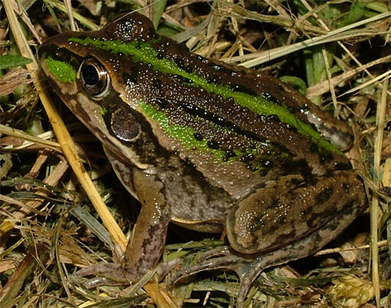 Picture 1 of Frogs keep secrets to help people conquer the universe