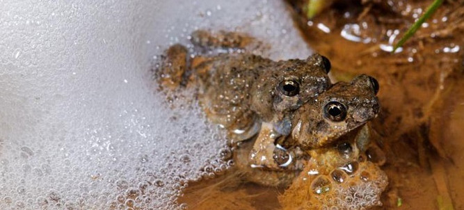 Picture 1 of 'Frog's lubrication' can heal wounds