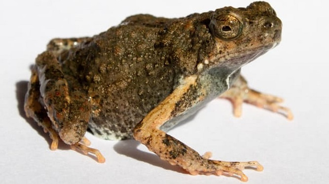 Picture 2 of 'Frog's lubrication' can heal wounds